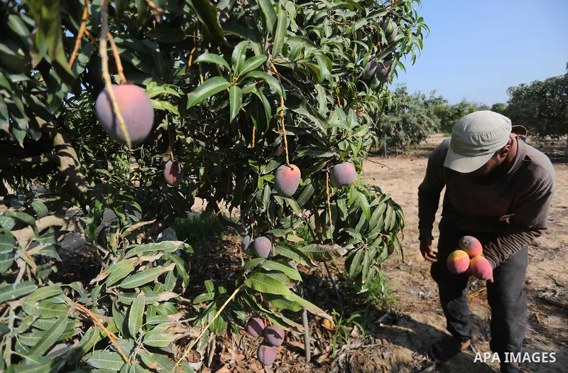 A Palestinian man picks Mango at his field during the harvest season in the center of Gaza strip, on August 21, 2017. Photo by Mohammed Asad
