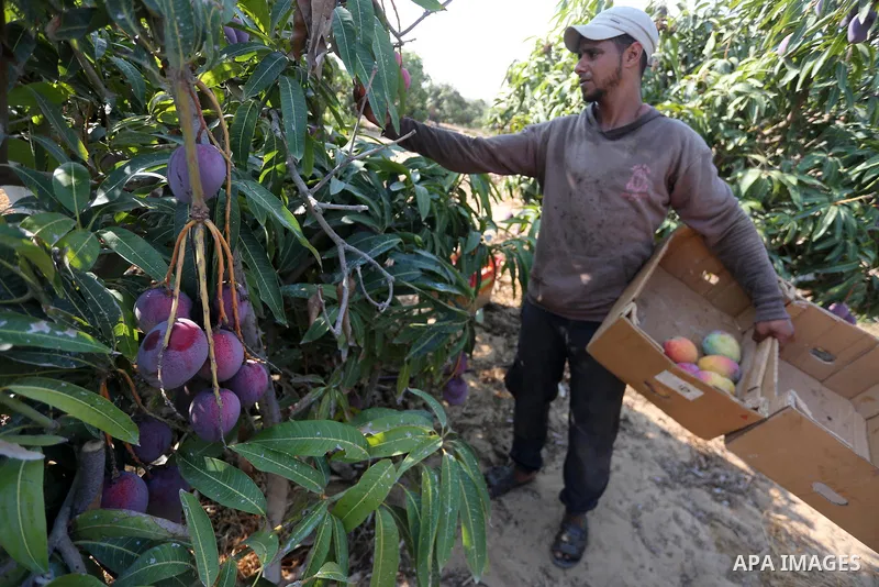 A Palestinian man picks Mango at his field during the harvest season in the center of Gaza strip, on August 21, 2017. Photo by Mohammed Asad