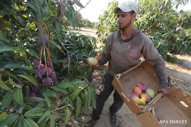 A Palestinian man picks Mango at his field during the harvest season in the center of Gaza strip, on August 21, 2017. Photo by Mohammed Asad