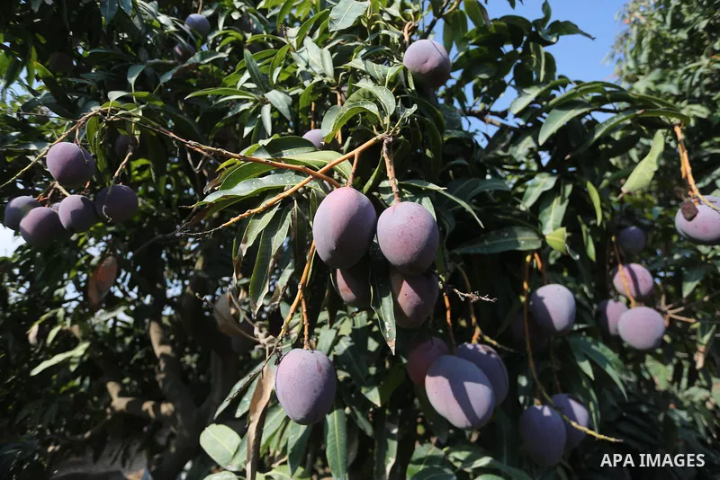 Mango are seen during the harvest season in the center of Gaza strip, on August 21, 2017. Photo by Mohammed Asad