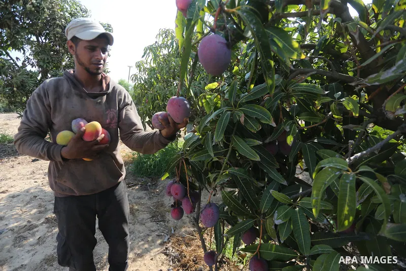 A Palestinian man picks Mango at his field during the harvest season in the center of Gaza strip, on August 21, 2017. Photo by Mohammed Asad