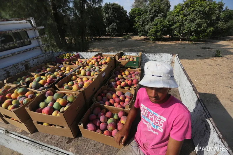 A Palestinian man picks Mango at his field during the harvest season in the center of Gaza strip, on August 21, 2017. Photo by Mohammed Asad
