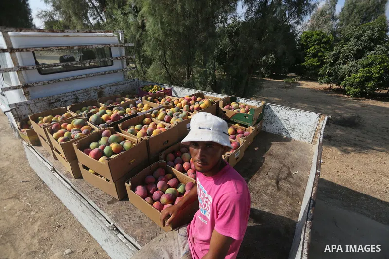 A Palestinian man picks Mango at his field during the harvest season in the center of Gaza strip, on August 21, 2017. Photo by Mohammed Asad