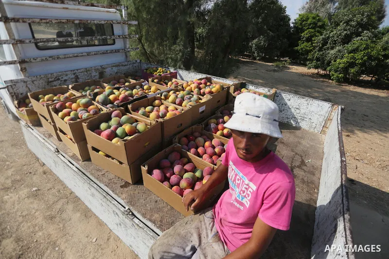 A Palestinian man picks Mango at his field during the harvest season in the center of Gaza strip, on August 21, 2017. Photo by Mohammed Asad