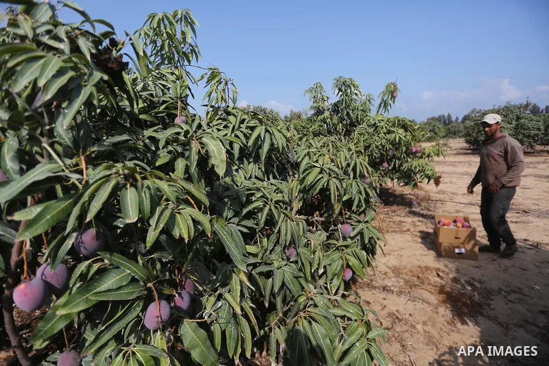 A Palestinian man picks Mango at his field during the harvest season in the center of Gaza strip, on August 21, 2017. Photo by Mohammed Asad