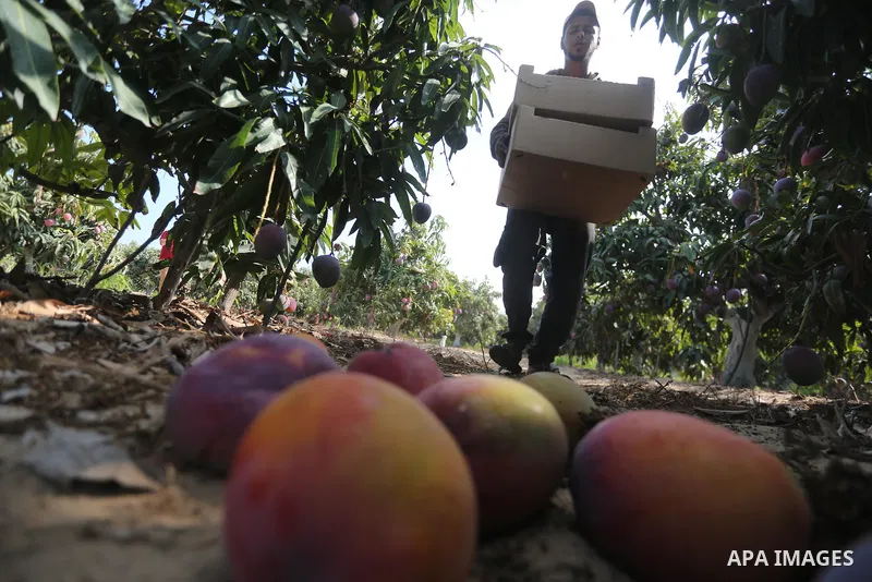A Palestinian man picks Mango at his field during the harvest season in the center of Gaza strip, on August 21, 2017. Photo by Mohammed Asad