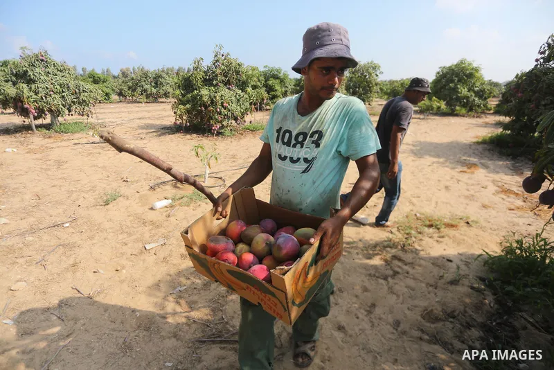 A Palestinian man picks Mango at his field during the harvest season in the center of Gaza strip, on August 21, 2017. Photo by Mohammed Asad