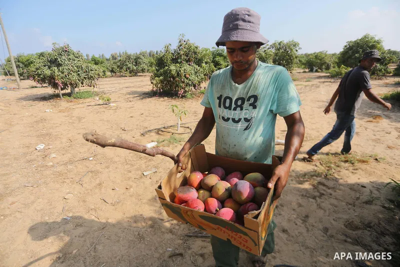 A Palestinian man picks Mango at his field during the harvest season in the center of Gaza strip, on August 21, 2017. Photo by Mohammed Asad