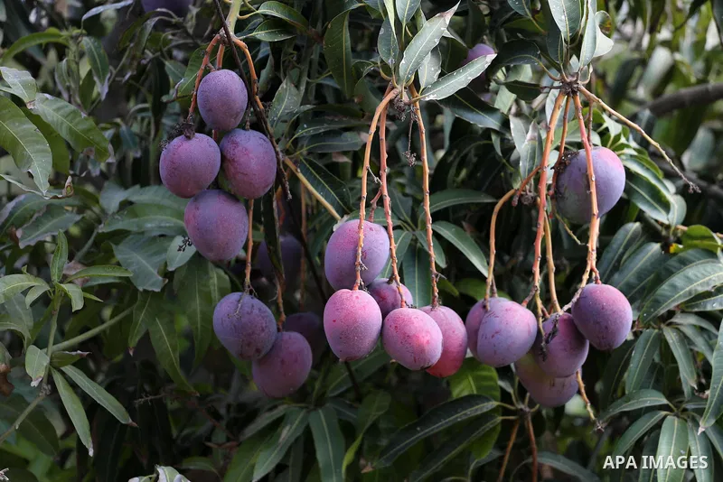 Mango are seen during the harvest season in the center of Gaza strip, on August 21, 2017. Photo by Mohammed Asad