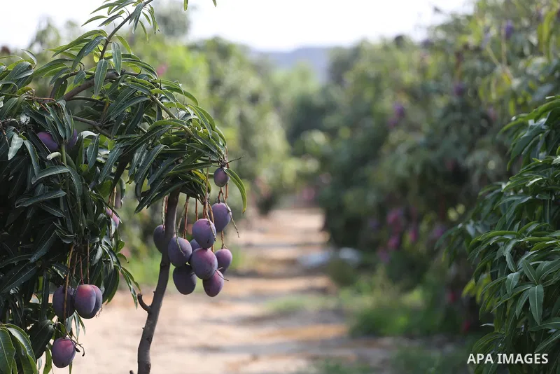 Mango are seen during the harvest season in the center of Gaza strip, on August 21, 2017. Photo by Mohammed Asad