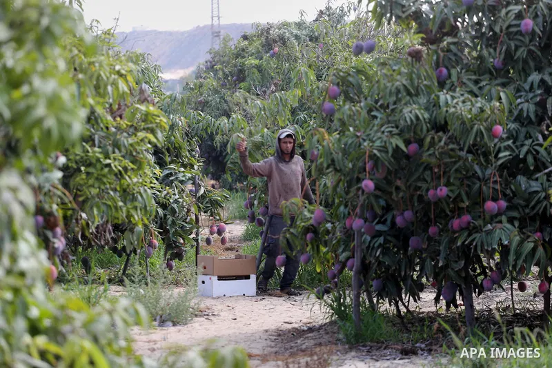 A Palestinian man picks Mango at his field during the harvest season in the center of Gaza strip, on August 21, 2017. Photo by Mohammed Asad