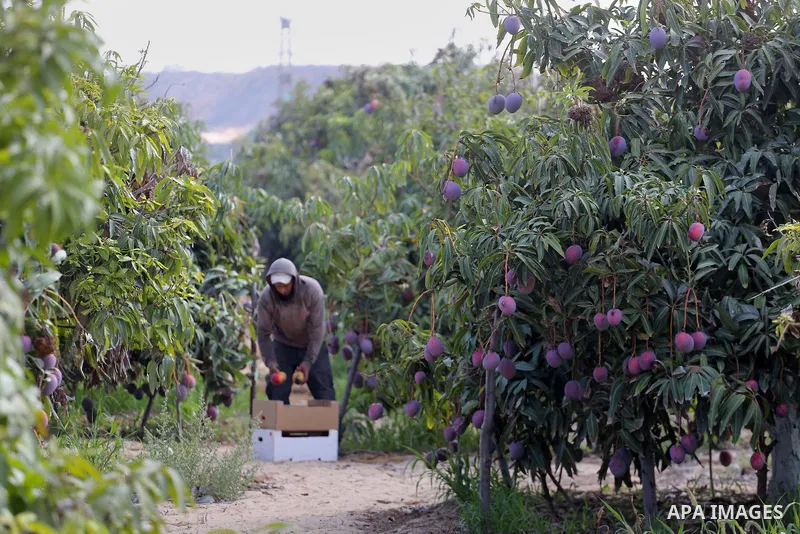 A Palestinian man picks Mango at his field during the harvest season in the center of Gaza strip, on August 21, 2017. Photo by Mohammed Asad