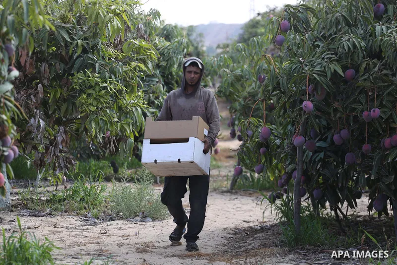 A Palestinian man picks Mango at his field during the harvest season in the center of Gaza strip, on August 21, 2017. Photo by Mohammed Asad