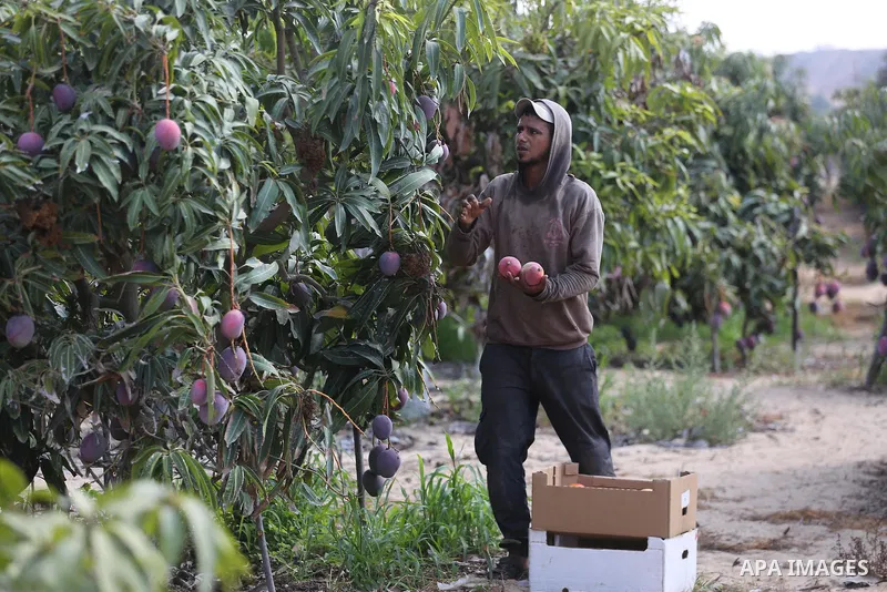 A Palestinian man picks Mango at his field during the harvest season in the center of Gaza strip, on August 21, 2017. Photo by Mohammed Asad