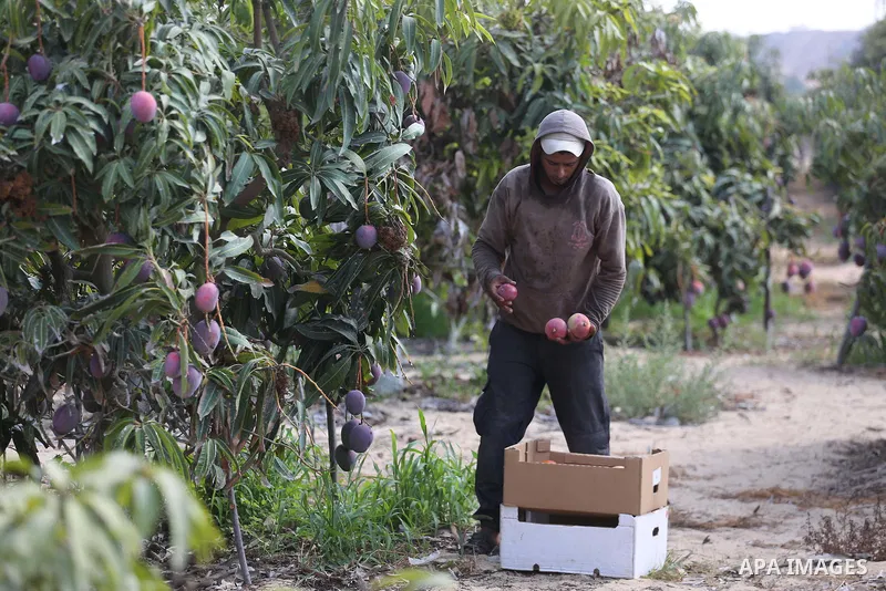 A Palestinian man picks Mango at his field during the harvest season in the center of Gaza strip, on August 21, 2017. Photo by Mohammed Asad