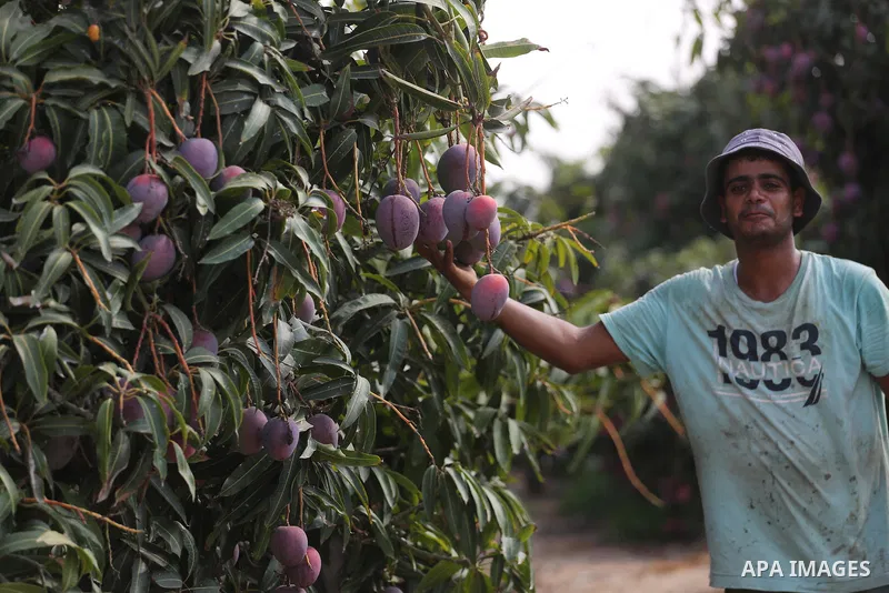 A Palestinian man picks Mango at his field during the harvest season in the center of Gaza strip, on August 21, 2017. Photo by Mohammed Asad