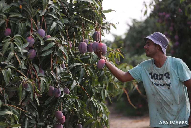 A Palestinian man picks Mango at his field during the harvest season in the center of Gaza strip, on August 21, 2017. Photo by Mohammed Asad