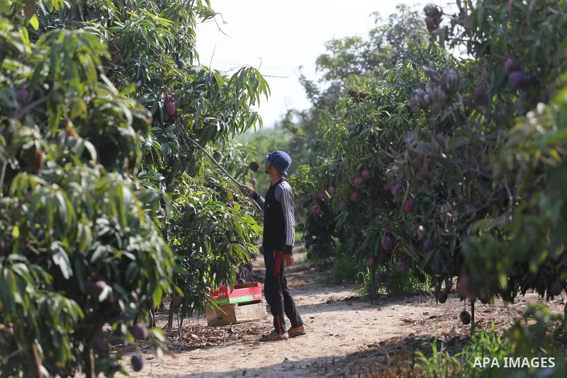 A Palestinian man picks Mango at his field during the harvest season in the center of Gaza strip, on August 21, 2017. Photo by Mohammed Asad