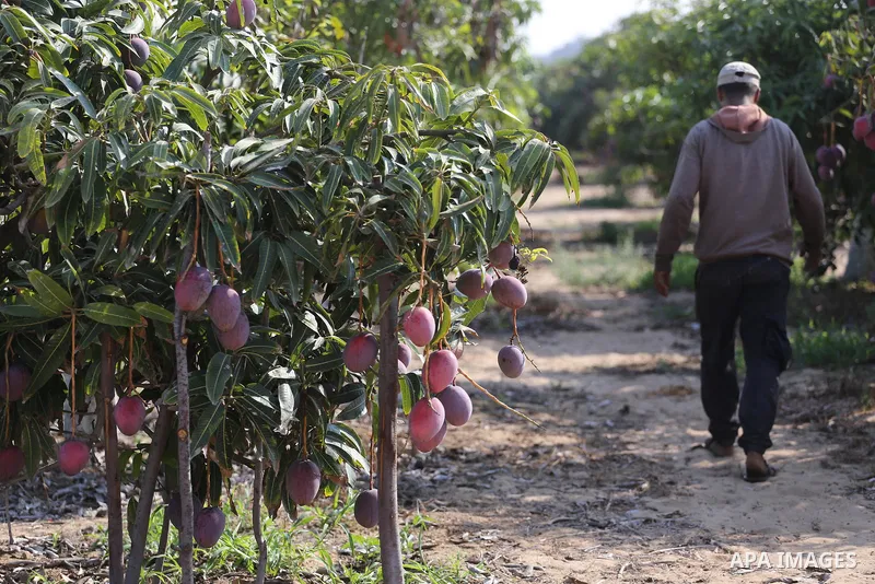 A Palestinian man picks Mango at his field during the harvest season in the center of Gaza strip, on August 21, 2017. Photo by Mohammed Asad