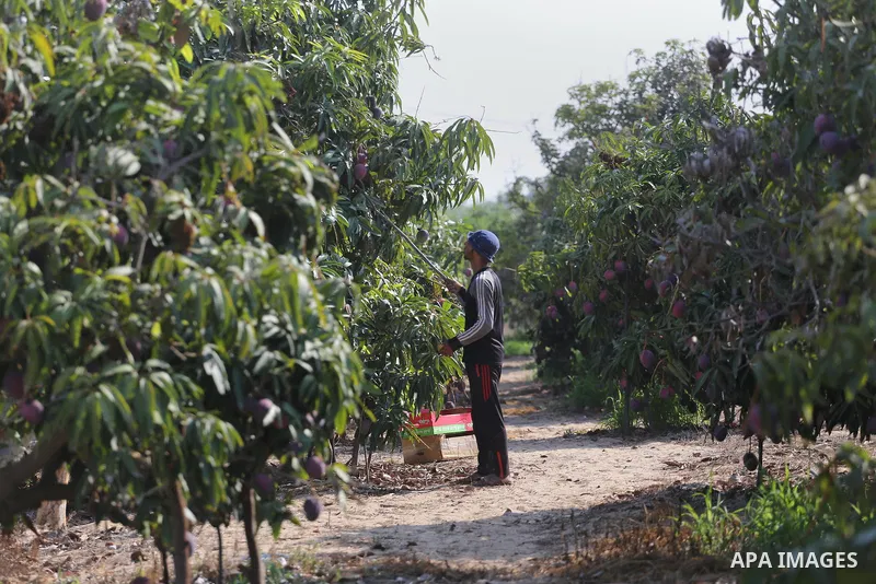 A Palestinian man picks Mango at his field during the harvest season in the center of Gaza strip, on August 21, 2017. Photo by Mohammed Asad