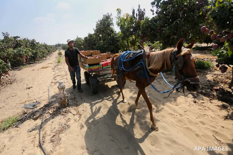 A Palestinian man picks Mango at his field during the harvest season in the center of Gaza strip, on August 21, 2017. Photo by Mohammed Asad