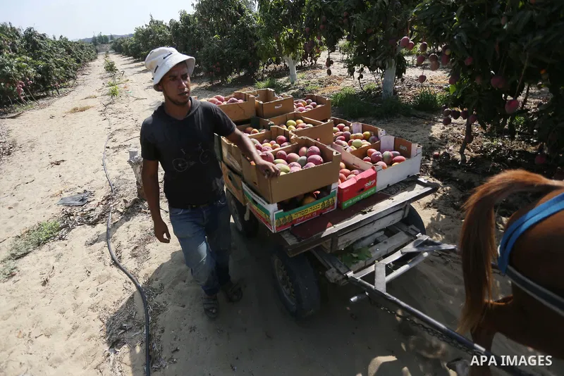 A Palestinian man picks Mango at his field during the harvest season in the center of Gaza strip, on August 21, 2017. Photo by Mohammed Asad