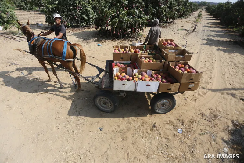A Palestinian man picks Mango at his field during the harvest season in the center of Gaza strip, on August 21, 2017. Photo by Mohammed Asad
