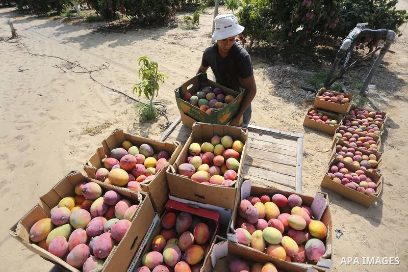 A Palestinian man picks Mango at his field during the harvest season in the center of Gaza strip, on August 21, 2017. Photo by Mohammed Asad