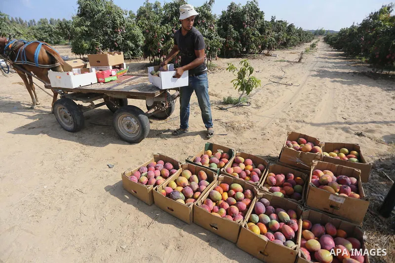 A Palestinian man picks Mango at his field during the harvest season in the center of Gaza strip, on August 21, 2017. Photo by Mohammed Asad