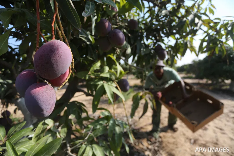 A Palestinian man picks Mango at his field during the harvest season in the center of Gaza strip, on August 21, 2017. Photo by Mohammed Asad