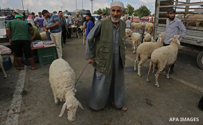 Palestinians gather at a live stock market, ahead of Eid al-Adha in Deir al-Balah, in the center of the Gaza Strip on August 22, 2017. Eid al-Adha (the Festival of Sacrifice) is celebrated throughout the Muslim world as...