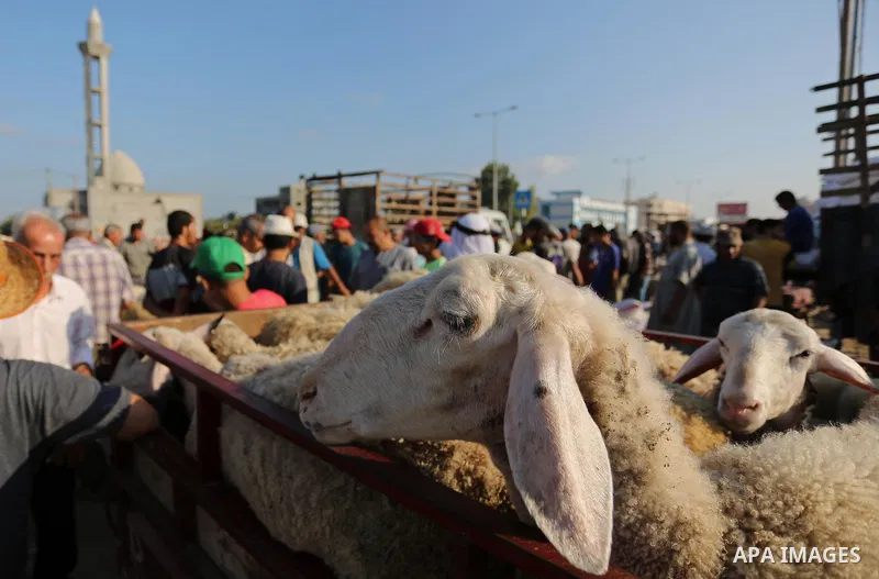 Palestinians gather at a live stock market, ahead of Eid al-Adha in Deir al-Balah, in the center of the Gaza Strip on August 22, 2017. Eid al-Adha (the Festival of Sacrifice) is celebrated throughout the Muslim world as...