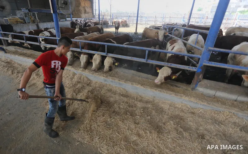 Palestinians feed their sheep's which were purchased in the market before the holiday of Eid al-Adha, at a farm in Gaza City on August 24, 2017. Muslims worldwide are celebrating Eid al-Adha, or Feast of the Sacrifice, c...