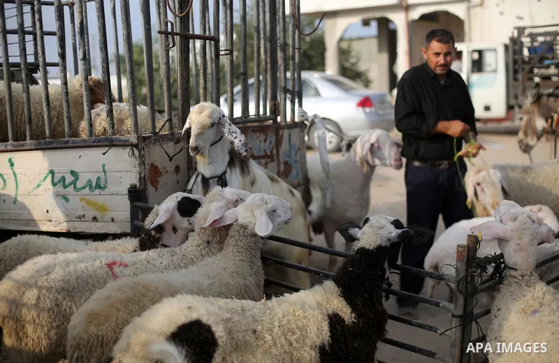 Palestinians gather at a live stock market, ahead of Eid al-Adha, in Gaza city on August 25, 2017. Eid al-Adha (the Festival of Sacrifice) is celebrated throughout the Muslim world as a commemoration of Abraham's willing...