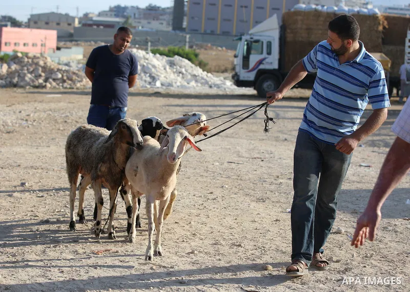 Palestinians gather at a live stock market, ahead of Eid al-Adha, in the West Bank city of Nablus, on Aug. 28, 2017. Eid al-Adha (the Festival of Sacrifice) is celebrated throughout the Muslim world as a commemoration of...