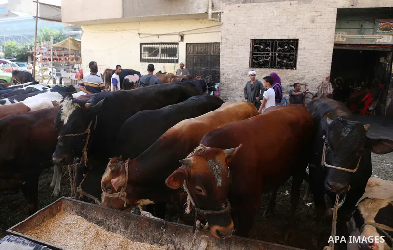 Egyptians gather at a live stock market, ahead of Eid al-Adha, in Cairo, Egypt, on August 29, 2017. Eid al-Adha (the Festival of Sacrifice) is celebrated throughout the Muslim world as a commemoration of Abraham's willin...
