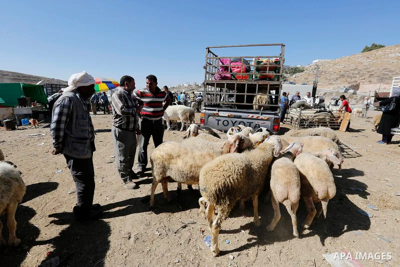 Palestinians gather at a live stock market, ahead of Eid al-Adha, in the West Bank city of Hebron, on August 29, 2017. Eid al-Adha (the Festival of Sacrifice) is celebrated throughout the Muslim world as a commemoration...