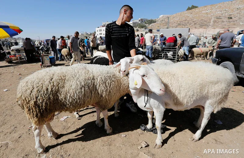 Palestinians gather at a live stock market, ahead of Eid al-Adha, in the West Bank city of Hebron, on August 29, 2017. Eid al-Adha (the Festival of Sacrifice) is celebrated throughout the Muslim world as a commemoration...