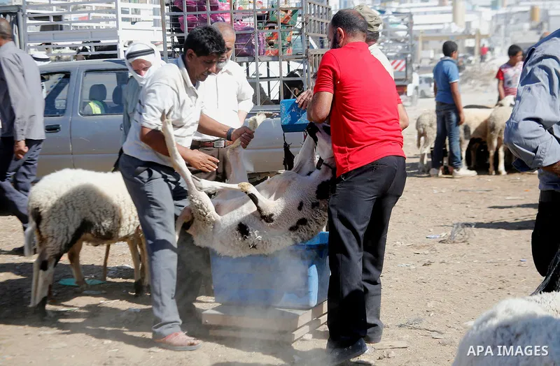 Palestinians gather at a live stock market, ahead of Eid al-Adha, in the West Bank city of Hebron, on August 29, 2017. Eid al-Adha (the Festival of Sacrifice) is celebrated throughout the Muslim world as a commemoration...