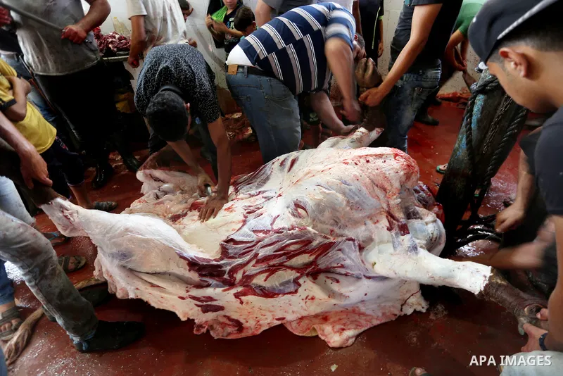 Palestinian Muslims sacrifice animals on the first day of of Eid al-Adha or the feast of sacrifice, in Gaza city, on September 1, 2017. Muslims around the world are celebrating Eid al-Adha, the "Feast of Sacrifice", whic...