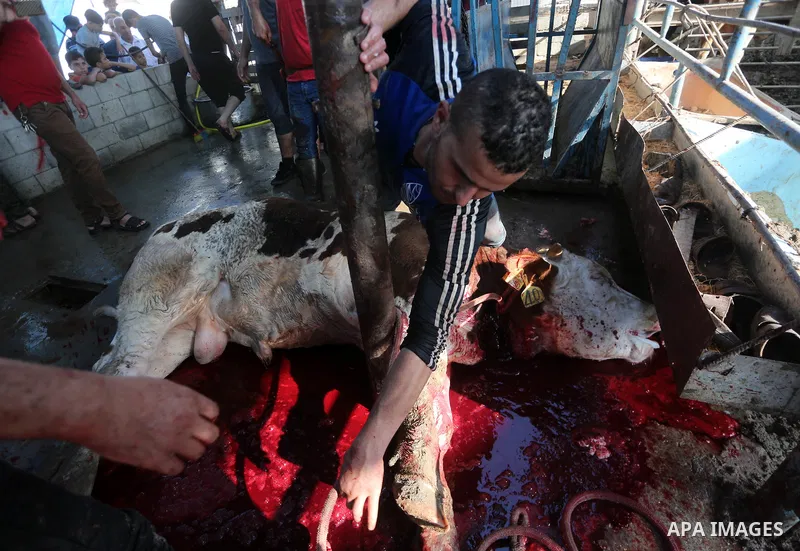 Palestinian Muslims sacrifice animals on the first day of of Eid al-Adha or the feast of sacrifice, in Gaza city, on September 1, 2017. Muslims around the world are celebrating Eid al-Adha, the "Feast of Sacrifice", whic...