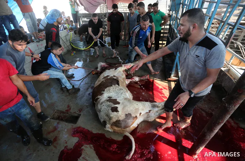 Palestinian Muslims sacrifice animals on the first day of of Eid al-Adha or the feast of sacrifice, in Gaza city, on September 1, 2017. Muslims around the world are celebrating Eid al-Adha, the "Feast of Sacrifice", whic...