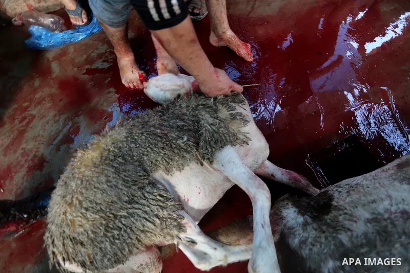 Palestinian Muslims sacrifice animals on the first day of of Eid al-Adha or the feast of sacrifice, in Gaza city, on September 1, 2017. Muslims around the world are celebrating Eid al-Adha, the "Feast of Sacrifice", whic...
