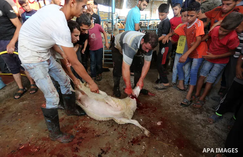 Palestinian Muslims sacrifice animals on the first day of of Eid al-Adha or the feast of sacrifice, in Gaza city, on September 1, 2017. Muslims around the world are celebrating Eid al-Adha, the "Feast of Sacrifice", whic...