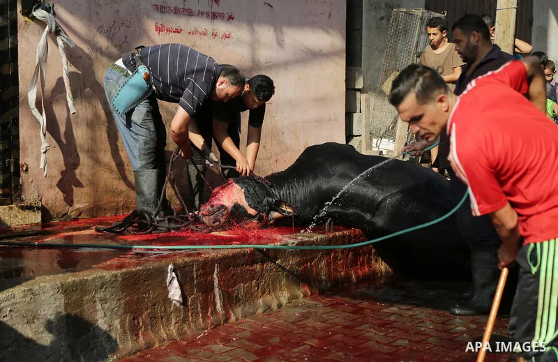 A Palestinian man slaughters a calf as part of the commemoration for the first day of Eid al-Adha or feast of the sacrifice, in Gaza city on September 1, 2017. Muslims around the world are celebrating Eid al-Adha, the "F...