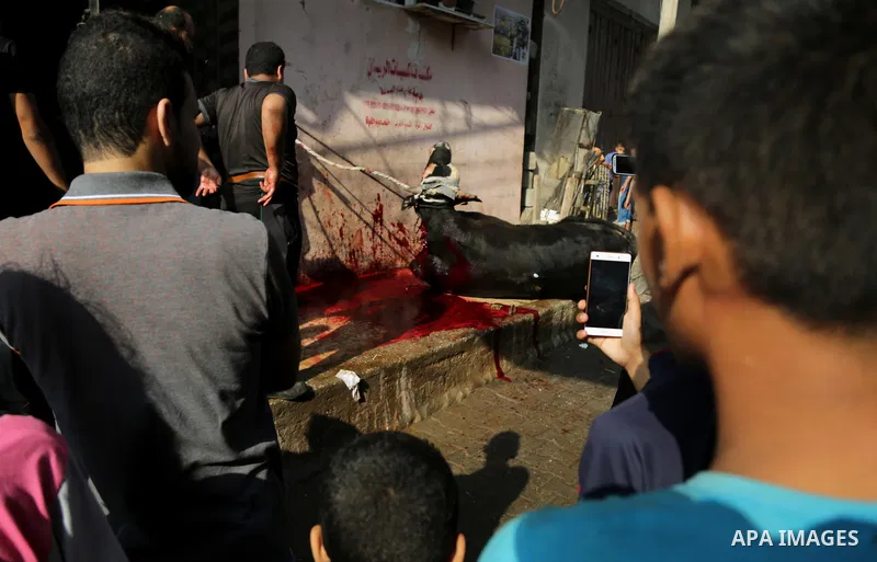 A Palestinian man slaughters a calf as part of the commemoration for the first day of Eid al-Adha or feast of the sacrifice, in Gaza city on September 1, 2017. Muslims around the world are celebrating Eid al-Adha, the "F...