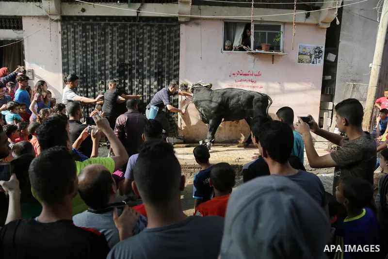A Palestinian man slaughters a calf as part of the commemoration for the first day of Eid al-Adha or feast of the sacrifice, in Gaza city on September 1, 2017. Muslims around the world are celebrating Eid al-Adha, the "F...