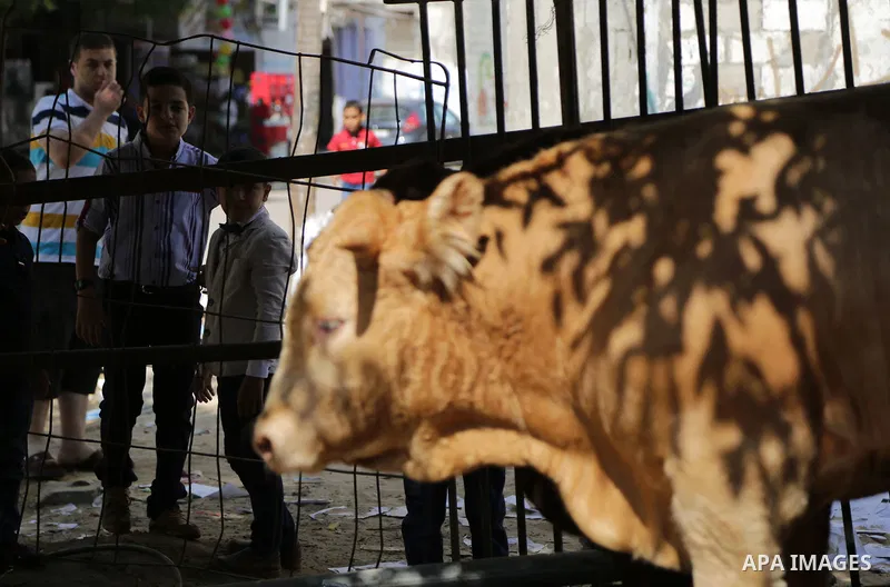 Palestinians look on a calf before slaughter it by a Palestinian man as part of the commemoration for the first day of Eid al-Adha or feast of the sacrifice, in Gaza city on September 1, 2017. Muslims around the world ar...