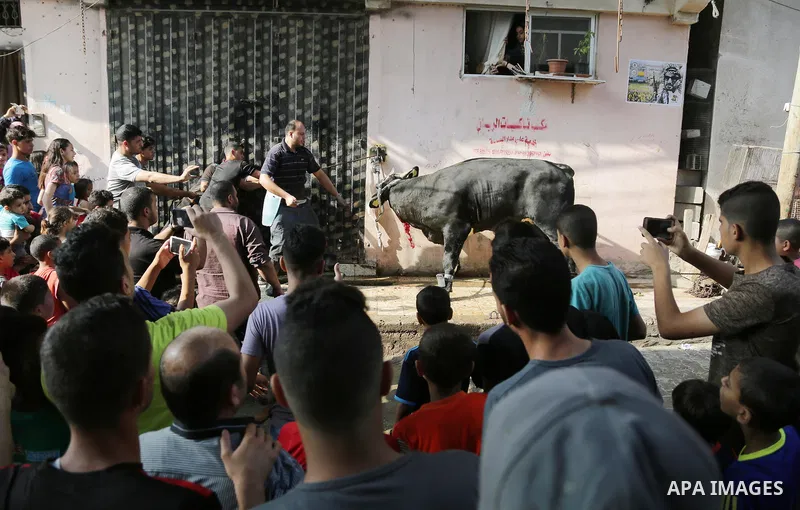 A Palestinian man slaughters a calf as part of the commemoration for the first day of Eid al-Adha or feast of the sacrifice, in Gaza city on September 1, 2017. Muslims around the world are celebrating Eid al-Adha, the "F...