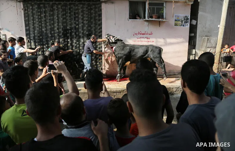 A Palestinian man slaughters a calf as part of the commemoration for the first day of Eid al-Adha or feast of the sacrifice, in Gaza city on September 1, 2017. Muslims around the world are celebrating Eid al-Adha, the "F...